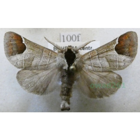 Clostera curtula (Linnaeus, 1758) male Wzjeżka łozówka Czech100f